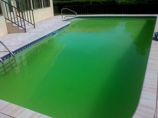 Green Pool in West Palm Beach