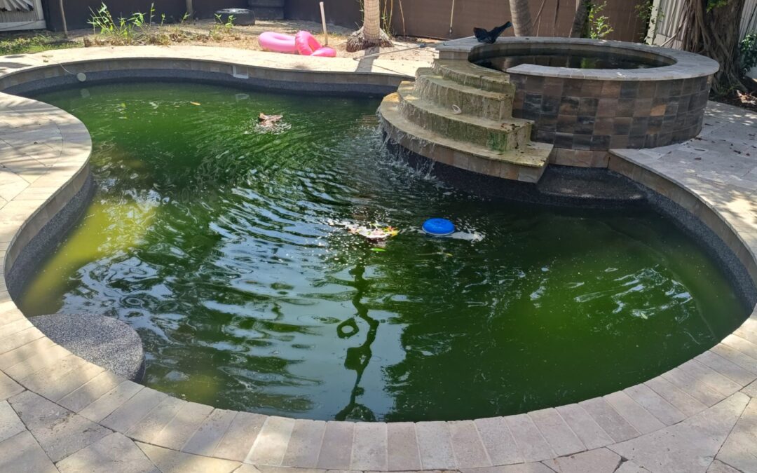 lake worth green pool before being treated