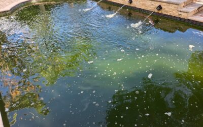 Green Pool Cleanup in Boynton Beach, FL: Why Pools Turn Green Overnight and How to Fix Them Fast